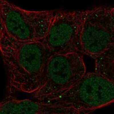 Immunocytochemistry/ Immunofluorescence: DEC2/SHARP1 Antibody [NBP3-17786]