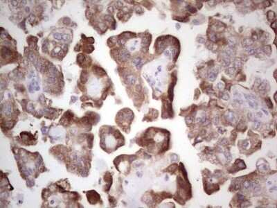 Immunohistochemistry: DEC2/SHARP1 Antibody (OTI5B1) - Azide and BSA Free [NBP2-72203]