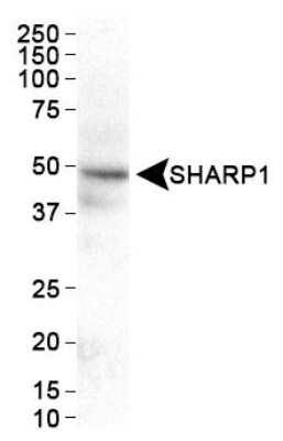 Western Blot: DEC2/SHARP1 AntibodyBSA Free [NBP1-19613]