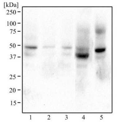 Western Blot: DEC2/SHARP1 AntibodyBSA Free [NBP1-19613]