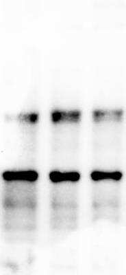 Western Blot: DEC2/SHARP1 AntibodyBSA Free [NBP1-19613]