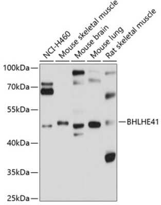 Western Blot: DEC2/SHARP1 AntibodyAzide and BSA Free [NBP2-92031]