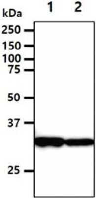 Western Blot: DECR1 Antibody (3B2)BSA Free [NBP2-59469]