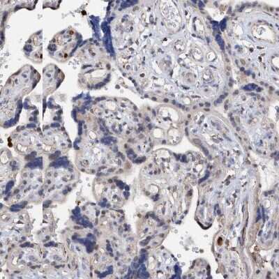 Immunohistochemistry-Paraffin: DECR1 Antibody [NBP1-85263]