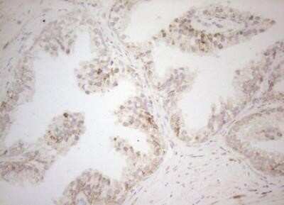 Immunohistochemistry: DECR1 Antibody (OTI4G4) - Azide and BSA Free [NBP2-70564]