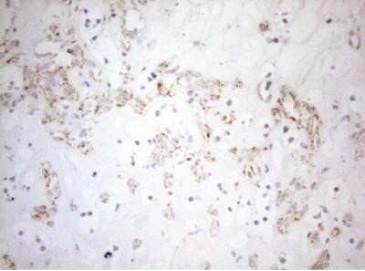 Immunohistochemistry: DECR1 Antibody (OTI4G4) - Azide and BSA Free [NBP2-70564]