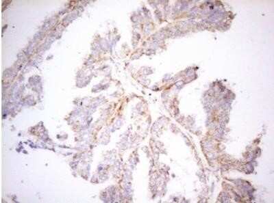 Immunohistochemistry: DECR1 Antibody (OTI4G4) - Azide and BSA Free [NBP2-70564]