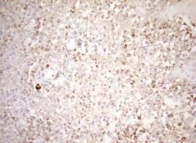 Immunohistochemistry: DECR1 Antibody (OTI4G4) - Azide and BSA Free [NBP2-70564]