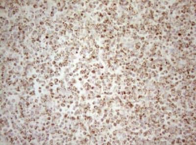 Immunohistochemistry-Paraffin: DECR1 Antibody (OTI4G4) [NBP2-46449]