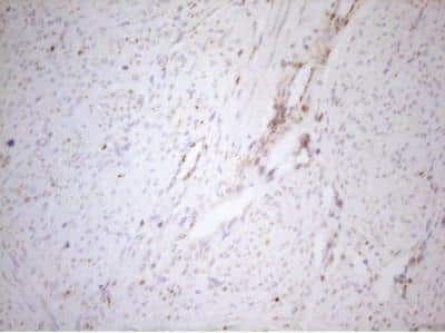 Immunohistochemistry-Paraffin: DECR1 Antibody (OTI4G4) [NBP2-46449]