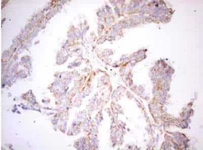 Immunohistochemistry-Paraffin: DECR1 Antibody (OTI4G4) [NBP2-46449]