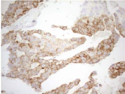 Immunohistochemistry-Paraffin: DECR1 Antibody (OTI4G4) [NBP2-46449]