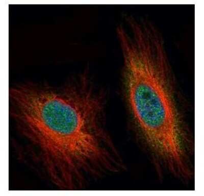 Immunocytochemistry/ Immunofluorescence: DEDD Antibody [NBP1-31686]