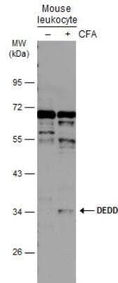 Western Blot: DEDD Antibody [NBP1-31686]