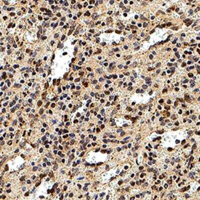 Immunohistochemistry-Paraffin: DEDD2 Antibody [NB100-56138]