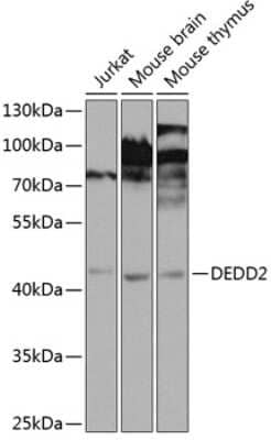 Western Blot: DEDD2 AntibodyBSA Free [NBP3-04558]