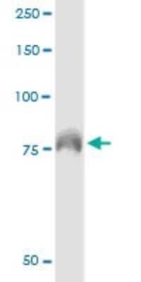 Immunoprecipitation: DEF6 Antibody (1F2) [H00050619-M01]