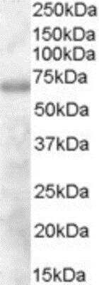 Western Blot: DEF6 Antibody [NB300-837]