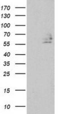 Western Blot: DEF8 Antibody (OTI4B6)Azide and BSA Free [NBP2-71969]