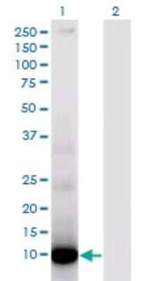 Western Blot: DEFA6 Antibody (2D2) [H00001671-M01]