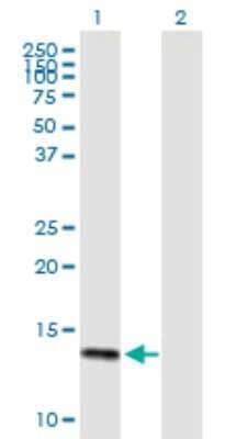 Western Blot: DEFA6 Antibody [H00001671-B01P]