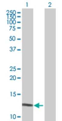 Western Blot: DEFA6 Antibody [H00001671-D01P]