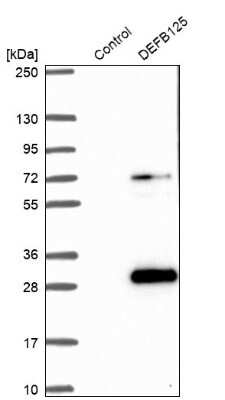 Western Blot: DEFB125 Antibody [NBP1-90595]