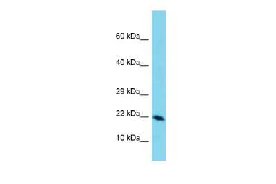 Western Blot: DEFB129 Antibody [NBP2-82832]