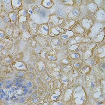 Immunohistochemistry-Paraffin: DEFB132 Antibody - BSA Free [NBP3-04817]