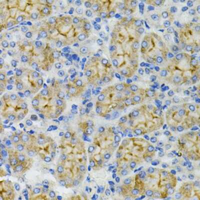 Immunohistochemistry-Paraffin: DEFB132 Antibody - BSA Free [NBP3-04817]