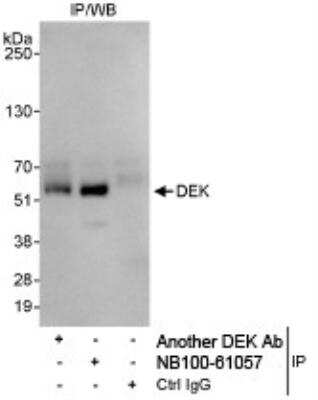 Immunoprecipitation: DEK Antibody [NB100-61057]