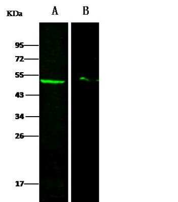 Western Blot: DEK Antibody [NBP2-98888]