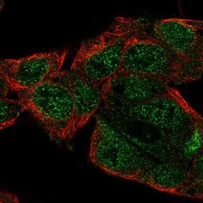 Immunocytochemistry/ Immunofluorescence: DELGEF Antibody [NBP2-56065]