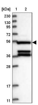 Western Blot: DELGEF Antibody [NBP1-88025]