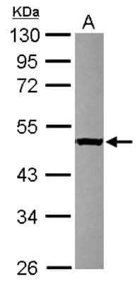 Western Blot: DELGEF Antibody [NBP2-16147]