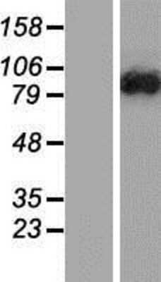 Western Blot: DENND1C Overexpression Lysate [NBP2-06269]