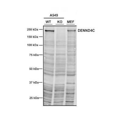 Western Blot: DENND4C Antibody (3E8) [NBP3-11040]