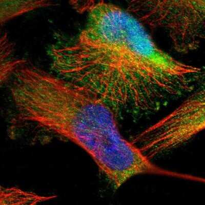 Immunocytochemistry/ Immunofluorescence: DENND4C Antibody [NBP1-90787]