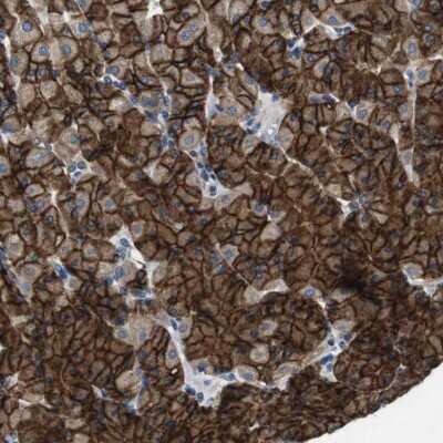 Immunohistochemistry-Paraffin: DENND4C Antibody [NBP1-90787]