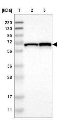 Western Blot: DENND4C Antibody [NBP1-90787]