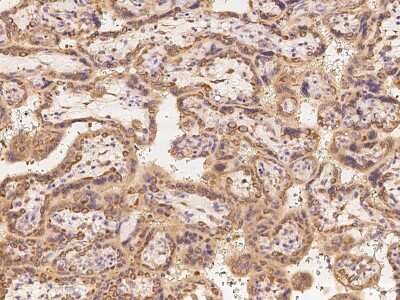 Immunohistochemistry-Paraffin: DENR Antibody [NBP2-97745]