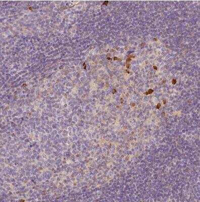 Immunohistochemistry-Paraffin: DEP-1/CD148 Antibody [NBP1-86547]