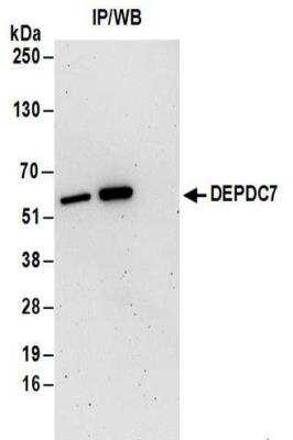 Immunoprecipitation: DEPDC7 Antibody [NBP2-32141]