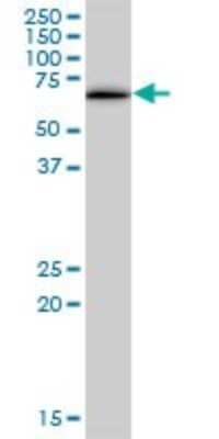 Western Blot: DEPDC7 Antibody [H00091614-B01P]