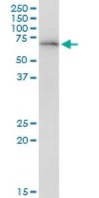 Western Blot: DEPDC7 Antibody [H00091614-B01P]