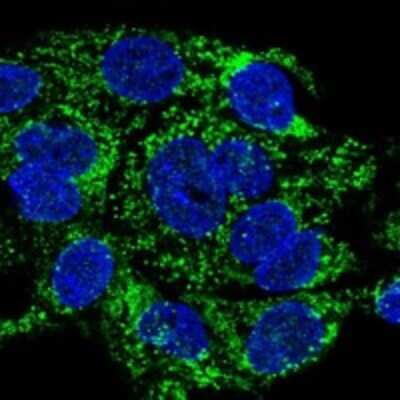 Immunocytochemistry/ Immunofluorescence: DEPP1 Antibody [NBP3-17581]