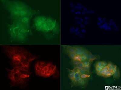 Immunocytochemistry/ Immunofluorescence: DEPTOR/DEPDC6 Antibody - BSA Free [NBP1-49674]