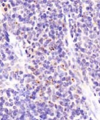 Immunohistochemistry: DEPTOR/DEPDC6 Antibody - BSA Free [NBP1-49674]