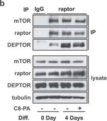 Western Blot: DEPTOR/DEPDC6 AntibodyBSA Free [NBP1-49674]