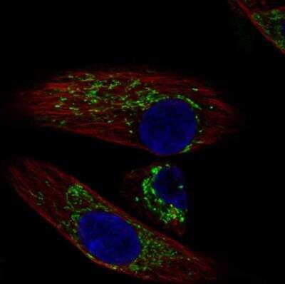 Immunocytochemistry/ Immunofluorescence: DEPTOR/DEPDC6 Antibody [NBP1-85255]